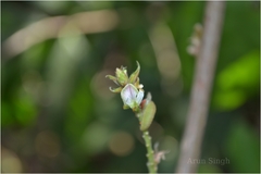 Flemingia macrophylla